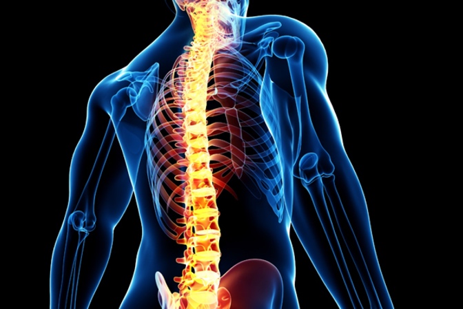 orange spinal cord within blue skeleton grafic